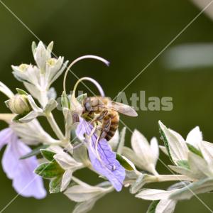 Teucrium fruticans