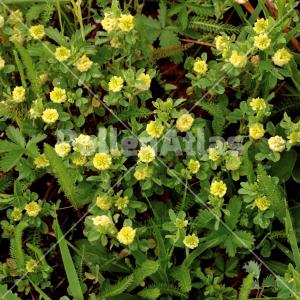Trifolium campestre