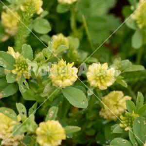 Trifolium campestre