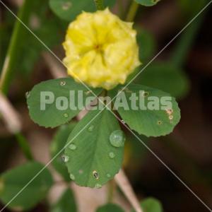 Trifolium campestre