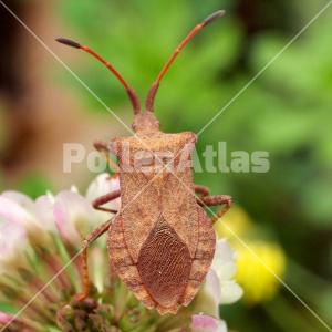 Trifolium repens
