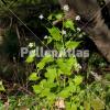  Alliaria petiolata 1