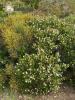 Cistus monspeliensis whole plant