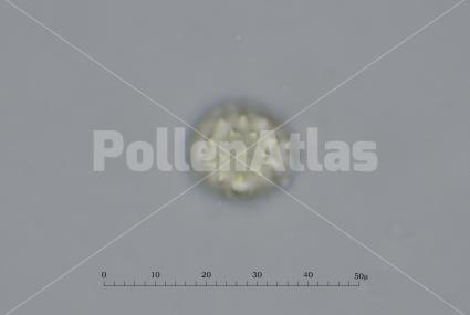 Helichrysum italicum