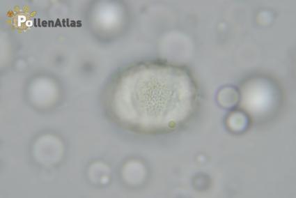 Origanum vulgare pollen