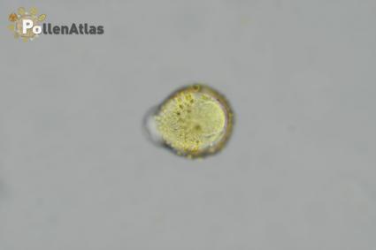 Scrophularia canina front tangent focus 