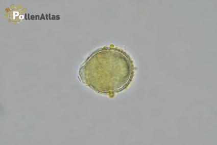 Scrophularia canina secant focus 
