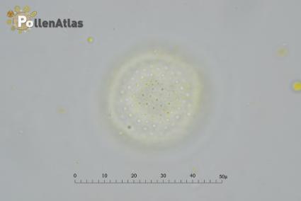 Laurus nobilis pollen tangent view front