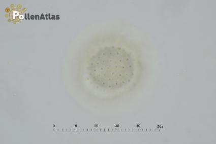 Laurus nobilis pollen tangent view rear