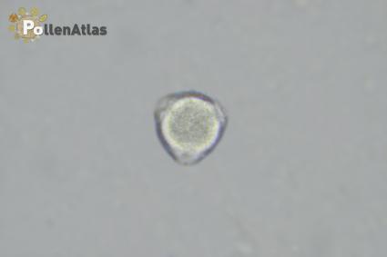 Astragalus verrucosus front tangent focus