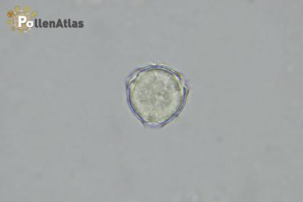 Astragalus verrucosus secant focus