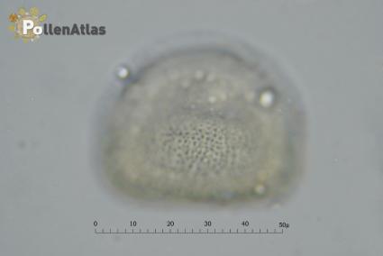 Hyacinthus orientalis pollen polar view tangent front