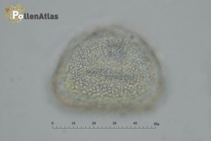 Hyacinthus orientalis pollen polar view tangent rear