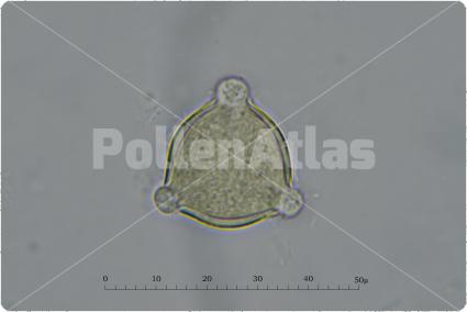 Medicago polymorpha