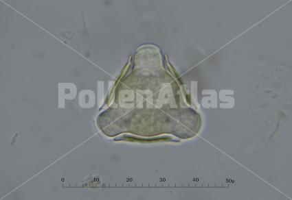 Pyracantha coccinea