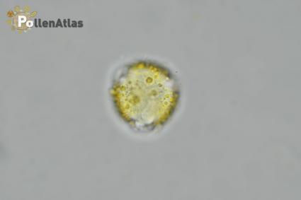 Scrophularia canina front tangent focus