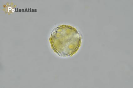 Scrophularia canina secant focus
