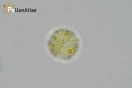 Scrophularia canina rear tangent focus 